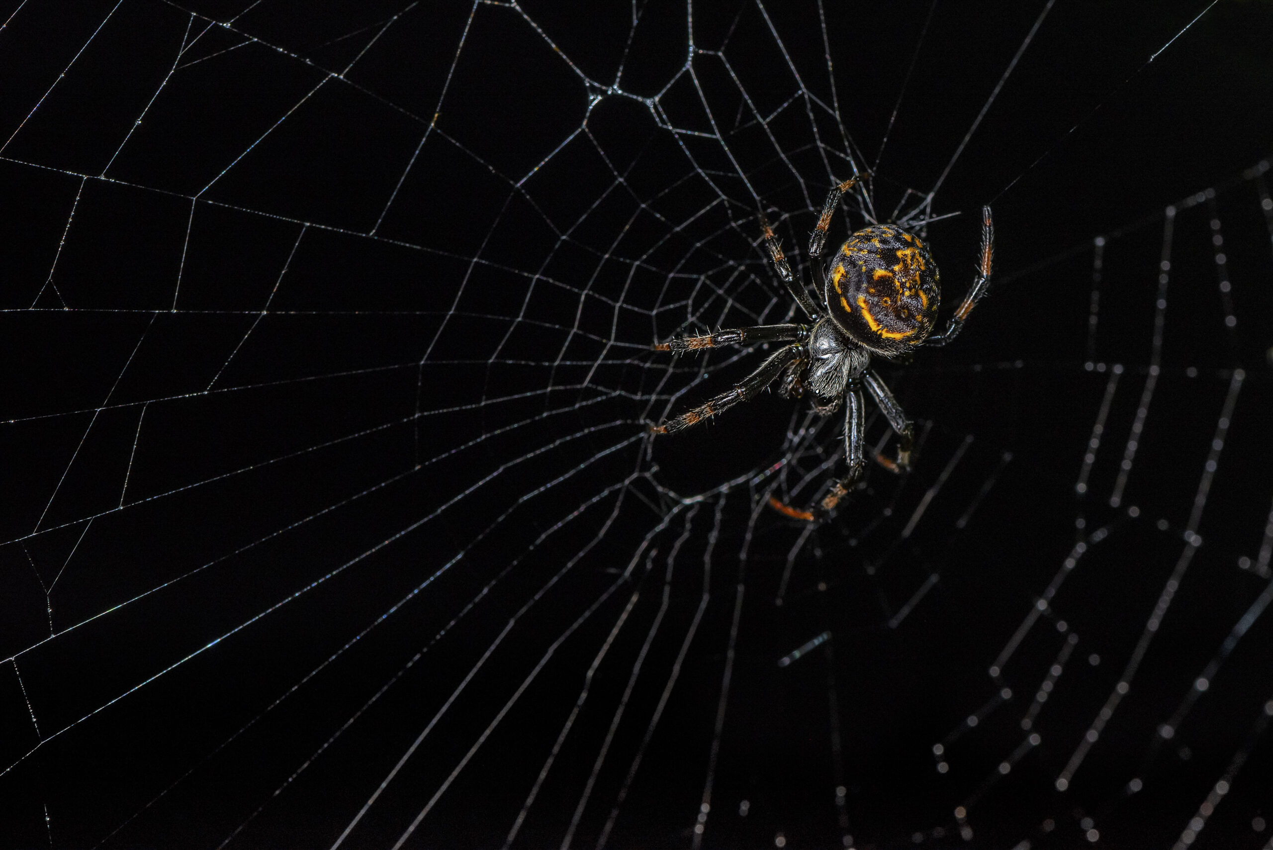 Araña de Orbe (Araneidae)