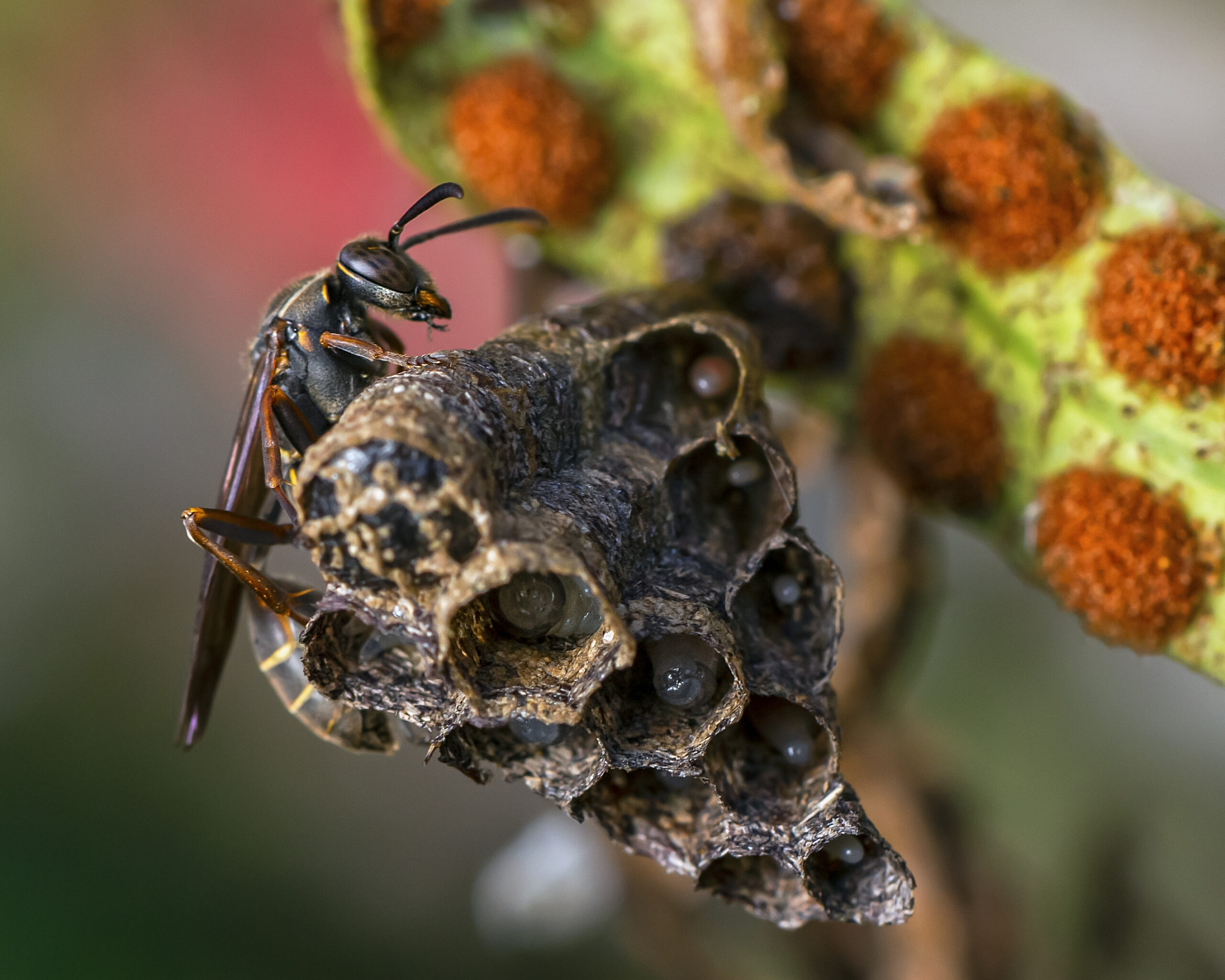 Avispa de Papel (Polybia sp)