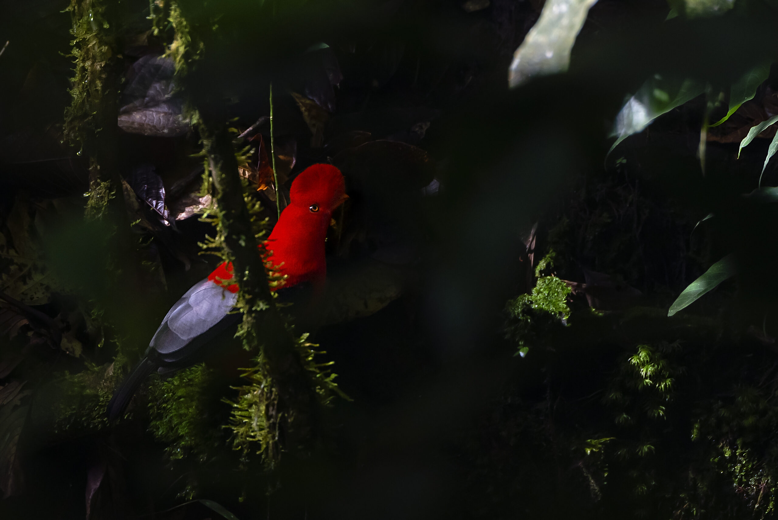 Gallito de Roca (Rupicola peruvianus) (1)