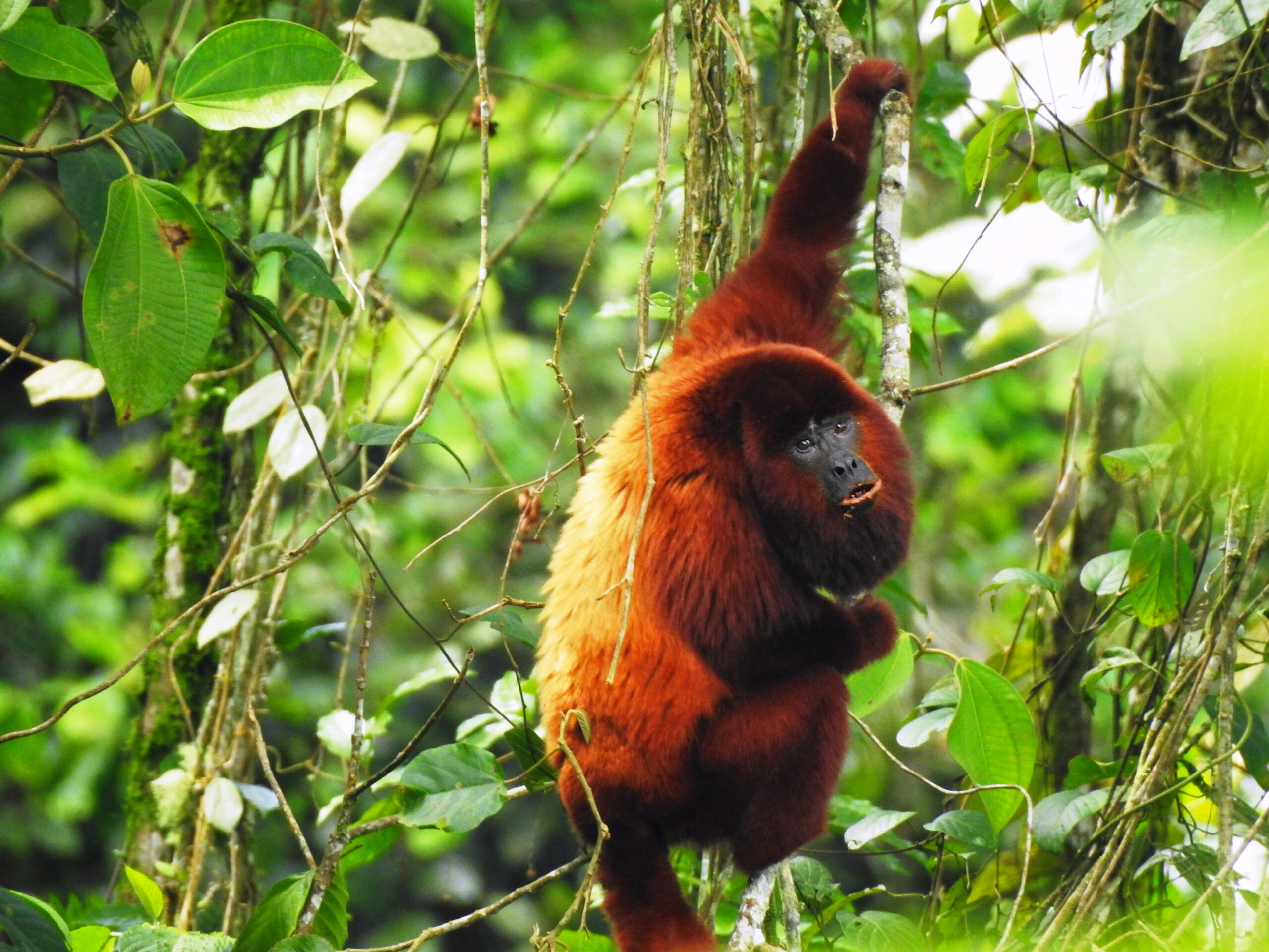 Mono Aullador (Alouatta seniculus)