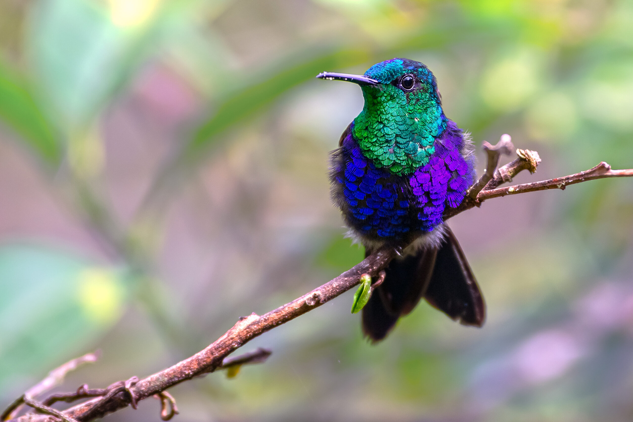 Ninfa Coronada (Thalurania colombica) 1