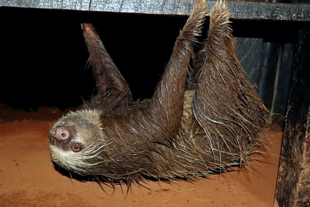 Perezoso de Dos Dedos (Choloepus hoffmanni)