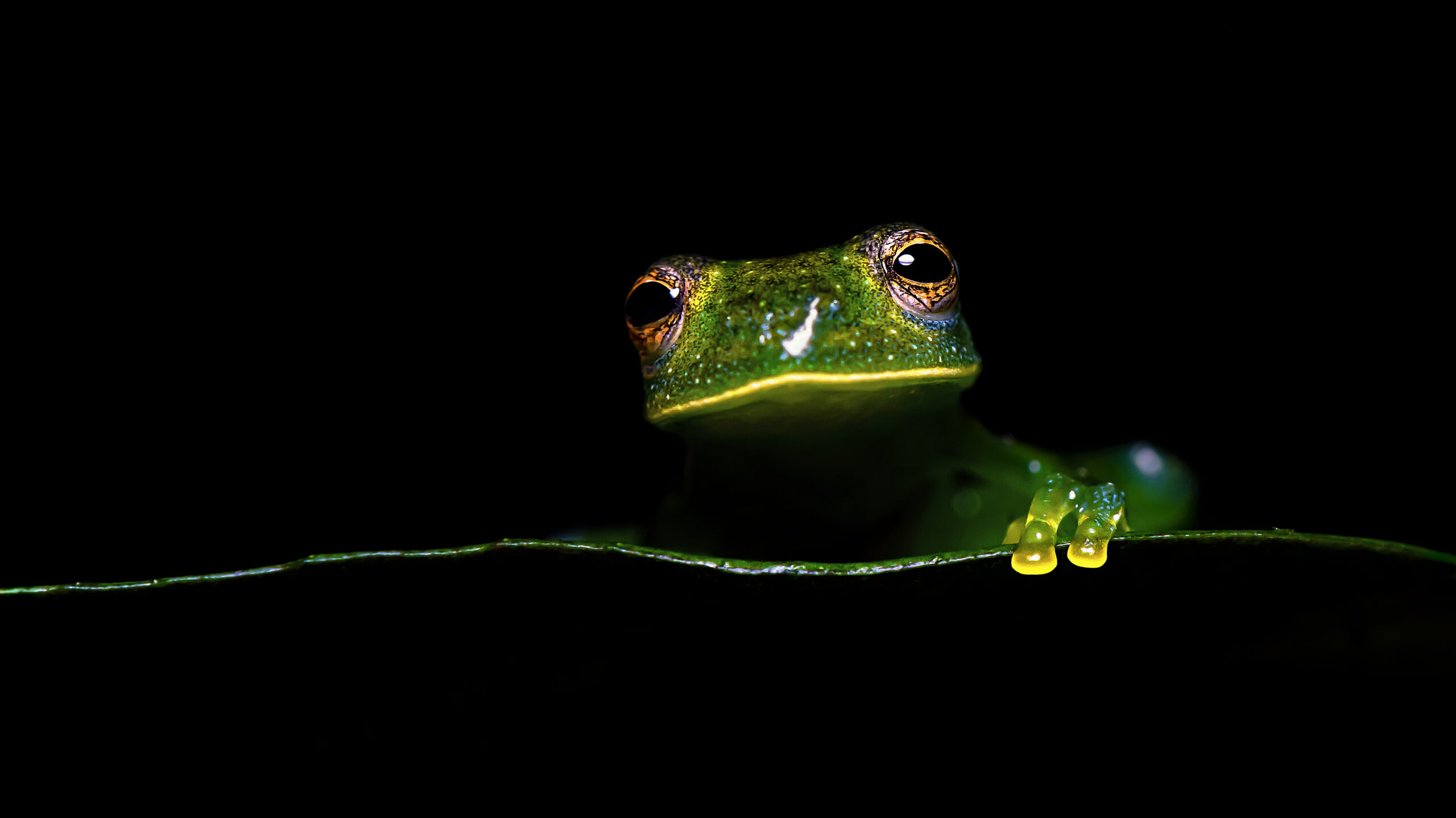 Rana de Cristal (Centrolene savagei)1