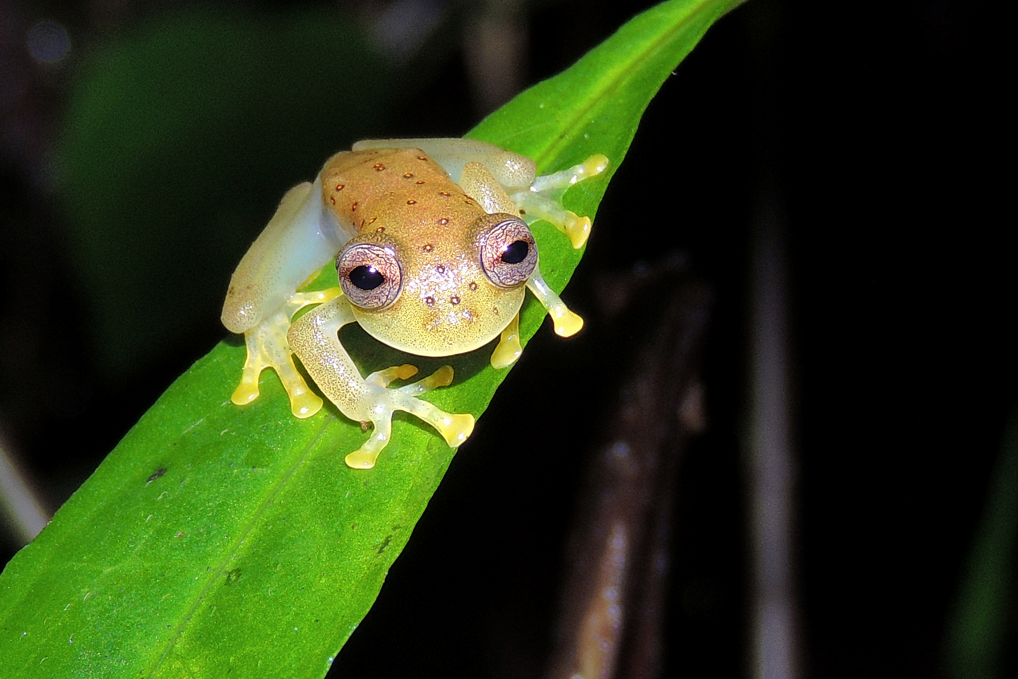Rana de Cristal (Nymphargus ignotus)