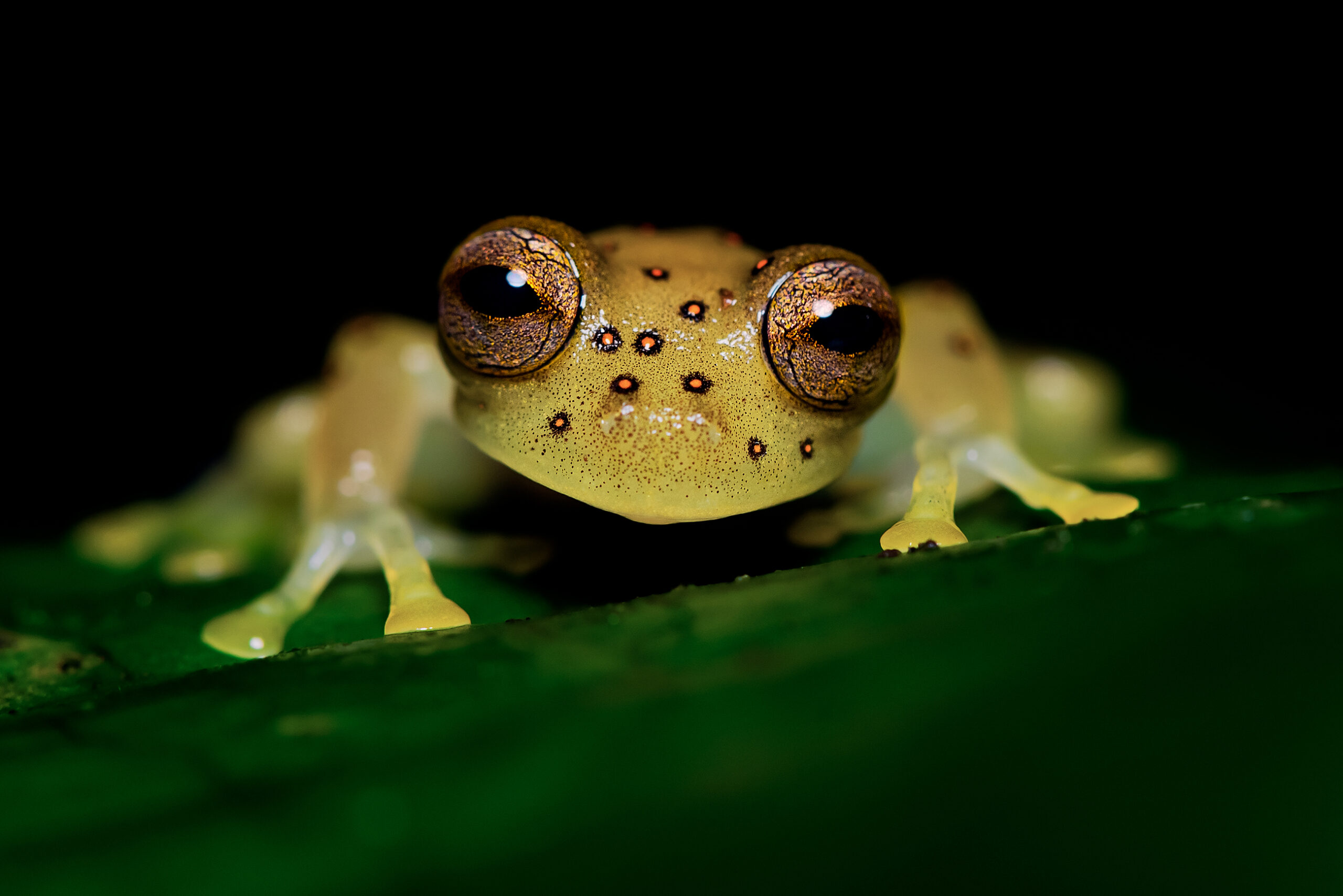 Rana de Cristal de Anillos (Nymphargus ignotus)