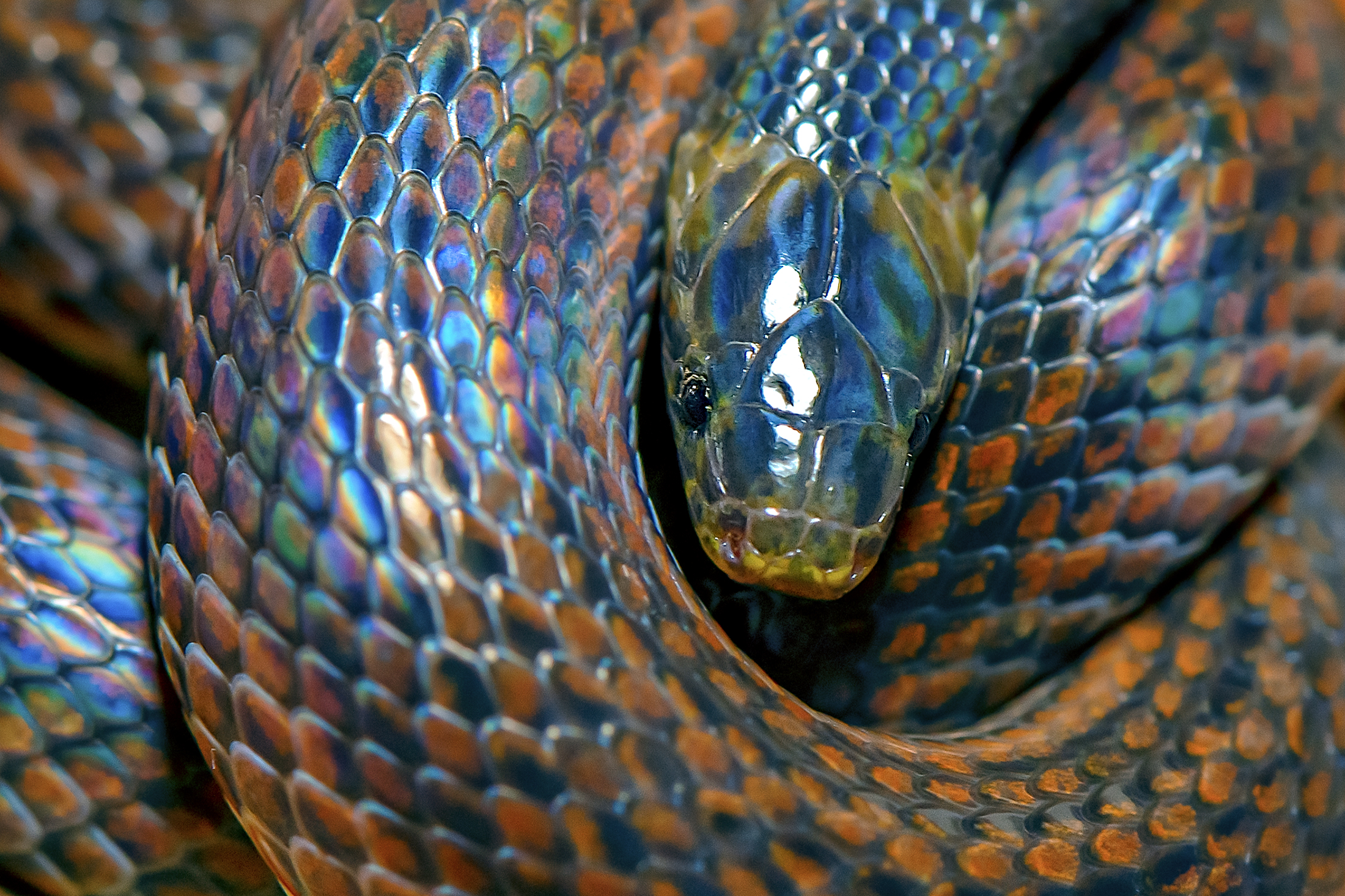Serpiente Tierrera de Lehmann (Atractus lehmanni) 1 (1)